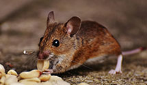 24 Hour & Emergency Exterminators in Hazel Dell, IL